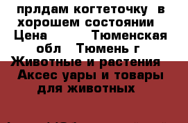 прлдам когтеточку  в хорошем состоянии › Цена ­ 800 - Тюменская обл., Тюмень г. Животные и растения » Аксесcуары и товары для животных   